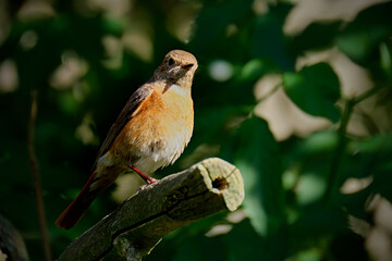 Gartenrotschwanz ( Phoenicurus phoenicurus ).