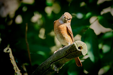 Gartenrotschwanz ( Phoenicurus phoenicurus ).