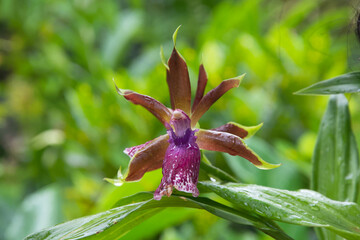 purple orchid in garden