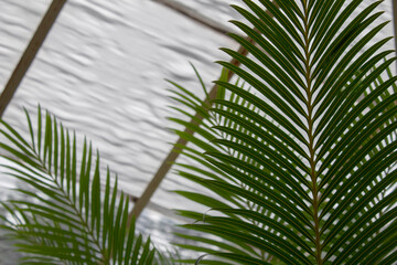 Palm leaves with a cloudy background 