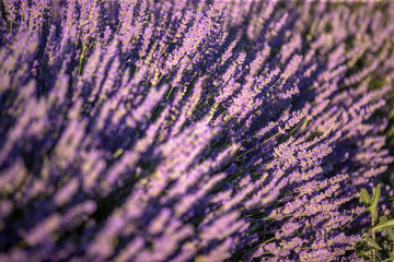 Close up Lavender stock photo