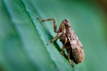 Echte Käferzikade ( Issus coleoptratus ).