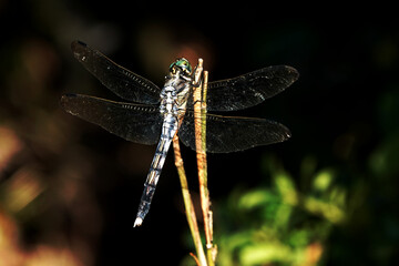 トンボが留まっていた。 © ZEM