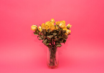 yellow dry roses on pink background
