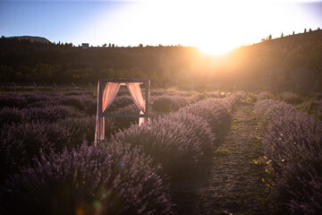 lavender field stock photo