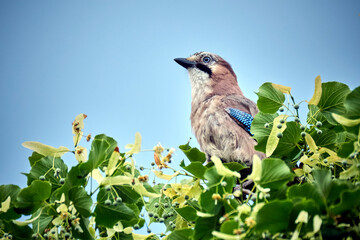 Eichelhäher ( Garrulus glandarius ).