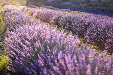 Plakat lavender field stock photo