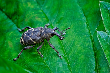 Fichtenrüsselkäfer ( Hylobius abietis ).