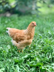 the chickens on the farm