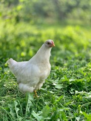 the chickens on the farm