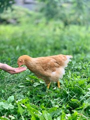 the chickens on the farm