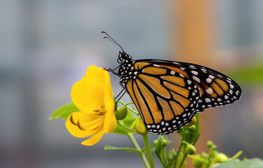 Schmetterling