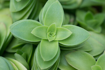 Close Up - Green Plant - Pretty