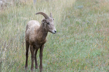 Naklejka na ściany i meble Young Bighorn Sheep, Ovis canadensis, on a hillside in Wyoming