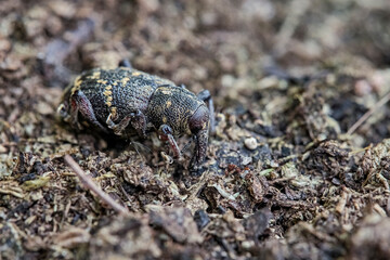 Fichtenrüsselkäfer ( Hylobius abietis ).