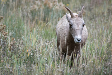 Naklejka na ściany i meble Bighorn Sheep, Ovis canadensis, on a hillside in Wyoming
