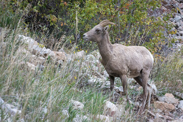 Fototapeta premium Bighorn Sheep, Ovis canadensis, on a hillside in Wyoming