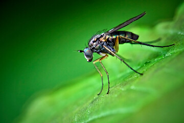 Langbeinfliege ( Dolichopodidae ).