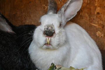 Sick rabbit with overgrown teeth. rabbit after an illness. malocclusion.