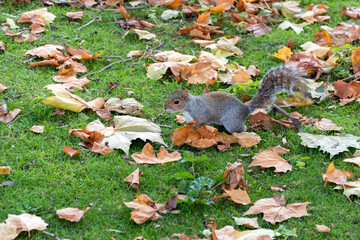 Grey Squirrel (Sciurus carolinensis) among autumn leaves