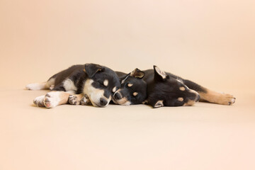 Sibling Siberian husky rescue blend pups fall asleep in an isolated cuddle pile for newborn baby style puppy portraits
