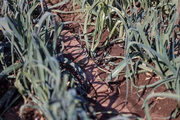 organically cultivated leek plantation in the vegetable garden