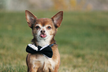 Rescued noble chihuahua puppy dog Dobby wearing fancy bow tie blows raspberries with his tongue for pet portraits at the park