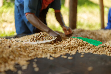Cropped photo of male worker sorting coffee beans on coffee farm. Washing station in Africa