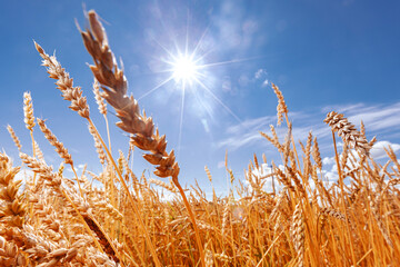 Background ripe golden wheat field with blue sky sunlight summer day, wide view