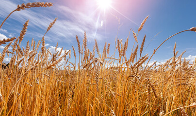 Closeup ears of golden wheat field. Beautiful rural background sunlight with blue sky, down view