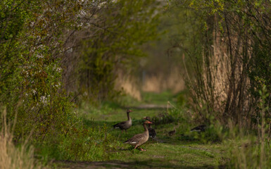 Small geese with parents on pond near Ostrava city