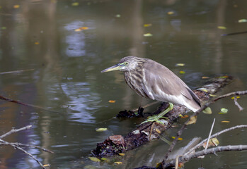 The Indian pond heron or paddybird is a small heron. It is of Old World origins, breeding in southern Iran and east to the Indian subcontinent, Burma, and Sri Lanka. 