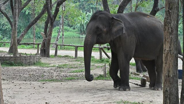 Big Asian elephant (Elephas maximus) living in wildlife conservation area in rural Thailand. Asian elephants have been a symbol of Thailand since ancient times.