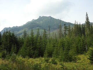 forest and the mountains Tatry, Poland