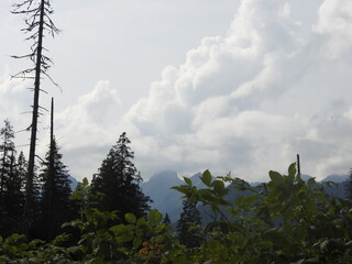 trees and clouds in Tatry, Poland