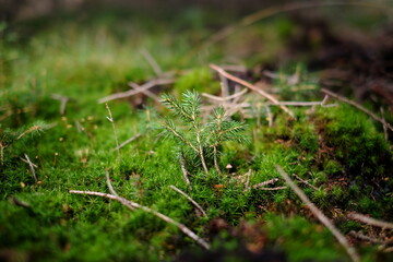 Tannenzweig im Wald auf dem Waldboden im Moos mit kleinen Ästen und Unschärfe