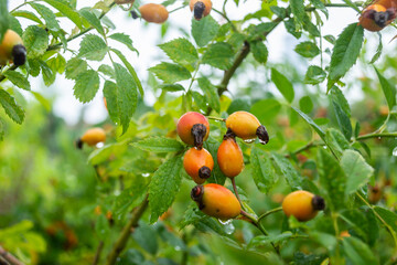 Rosa canina. A wild rosehip bush with ripe fruits wet with autumn raindrops. 