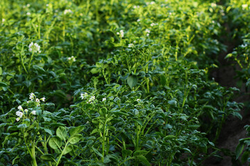 potato field during potato flowering. agriculture, cultivation of natural food on an industrial scale