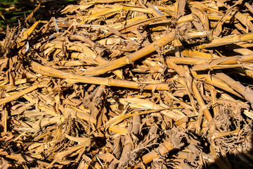 Abstract Photography, shot is selective focus with shallow depth