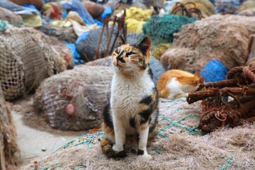 Harbor cat in Essaouira Morocco
