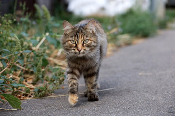 Tabby cat walking street past the grass, looking into camera