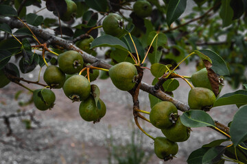 Green pears on a branch. Branches of a pear tree with ripening fruits on a sunny summer day. Pears on a tree. A pear tree with a lot of pears on the branches with green foliage.