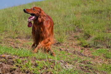 Irish setter among the green grass on a summer day.