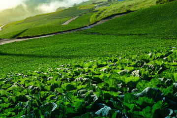 Cabbage field landscape of green vegetables grown in a beautiful alpine area illuminated by the morning sun. Taebaek-si, Gangwon-do, South Korea.