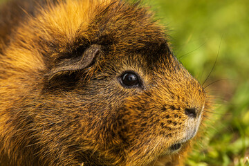 The guinea pig or domestic guinea pig (Cavia porcellus)