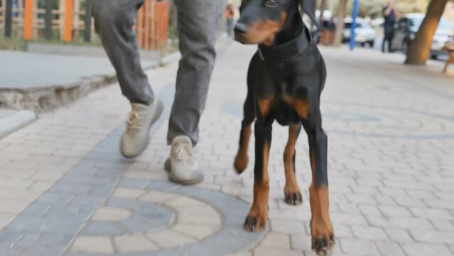 man on a walk with a young doberman puppy on a leash. The owner of a black young Doberman walks his dog outdoors on a sidewalk on a metal leash. Evening walk with a pet