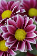 close up of a flower , macro flower portrait 