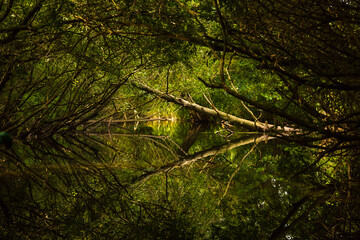 Fototapeta premium Wasserwanderung, Fluss im Wald, Wasserweg, umgestürzter Baum