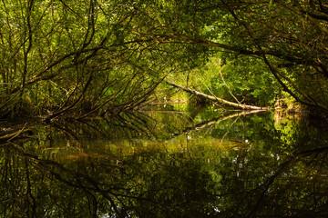 Wasserwanderung, Fluss im Wald, Wasserweg, umgestürzter Baum
