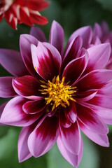 close up of a flower , macro flower portrait 